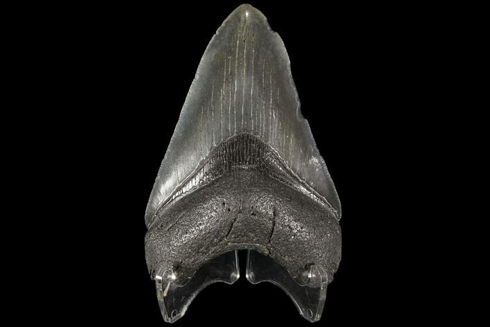 Fossil Megalodon Tooth - Georgia #109362